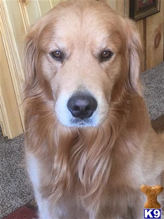 Rivervalleygoldens Picture 1